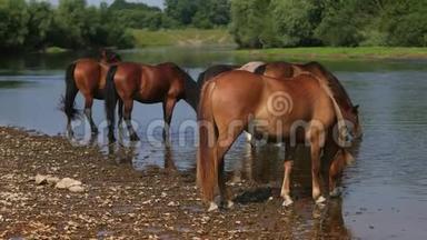 美丽的棕马在河边吃草，喝水，天气晴朗